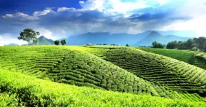 Đồi chè Thái Nguyên