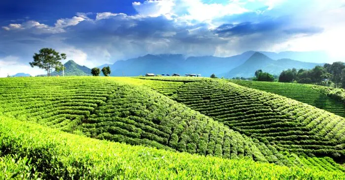 Đồi chè Thái Nguyên