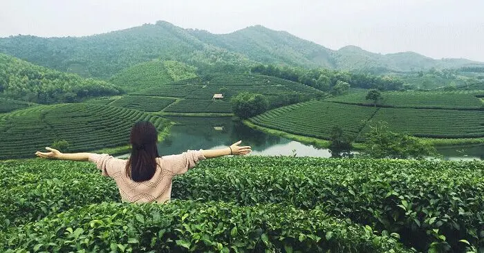 Đồi chè Thái Nguyên