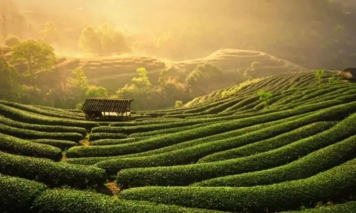 Đồi chè Thái Nguyên