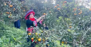 quýt Bạch Thông