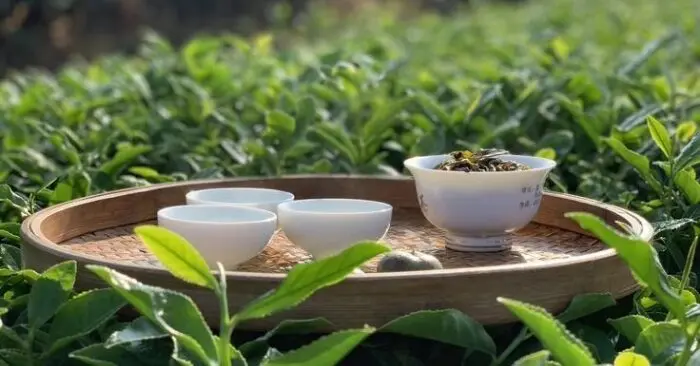 Trà Thái Nguyên