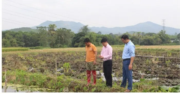 nuôi ốc thương phẩm Yên Trạch