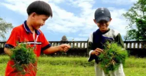 trò chơi chọi cỏ gà Thái Nguyên