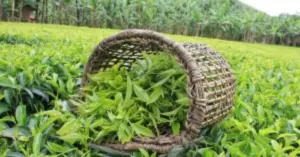 Lợi ích trà xanh
