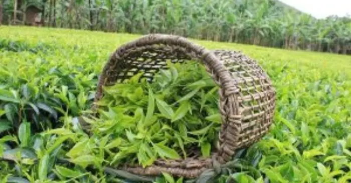 Lợi ích trà xanh