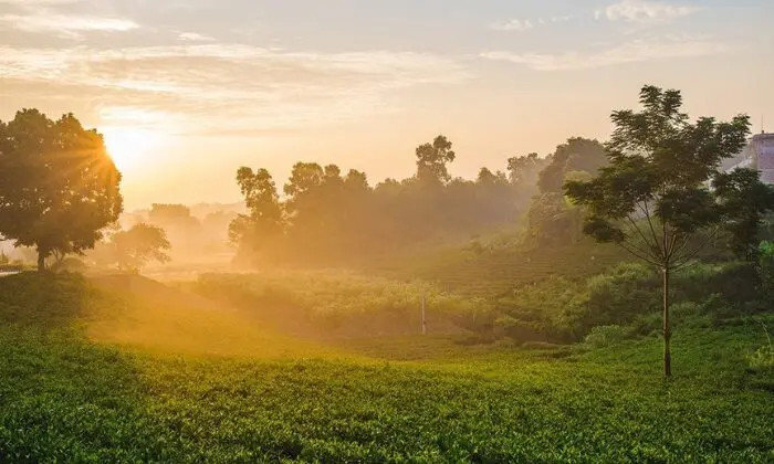 Đồi chè Thái Nguyên