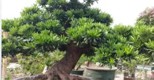 giảm án vì ủng hộ người nghèo