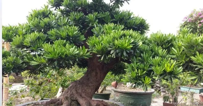 giảm án vì ủng hộ người nghèo