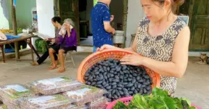 nham trám Thái Nguyên