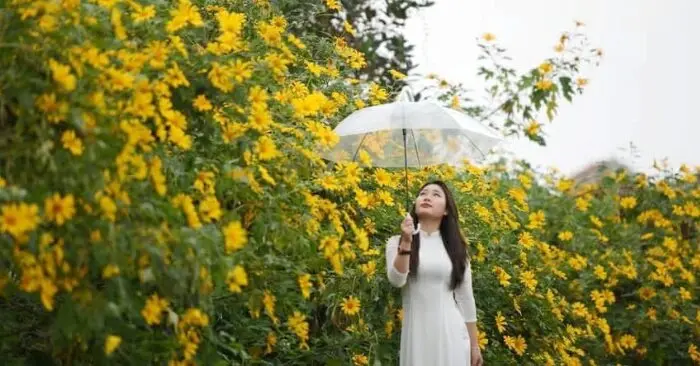 mùa dã quỳ Tân Cương
