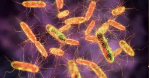 Ngộ độc bánh mì Salmonella