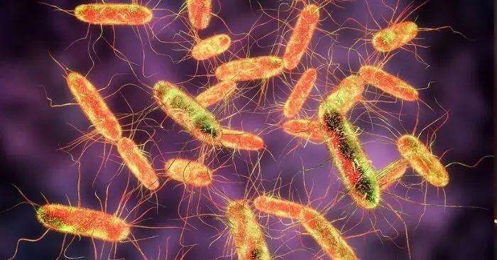 Ngộ độc bánh mì Salmonella