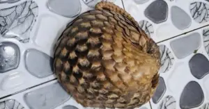 phát hiện tê tê