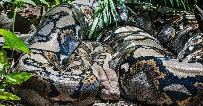 trăn 4m tấn công người đàn ông