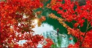 rừng cây lá đỏ