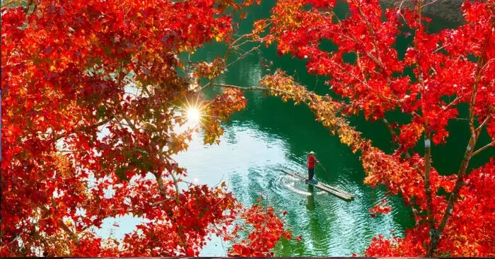 rừng cây lá đỏ