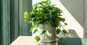 cây cảnh hút bụi mịn