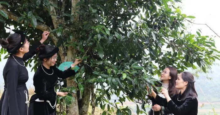 cây chè shan tuyết Đồng Phúc