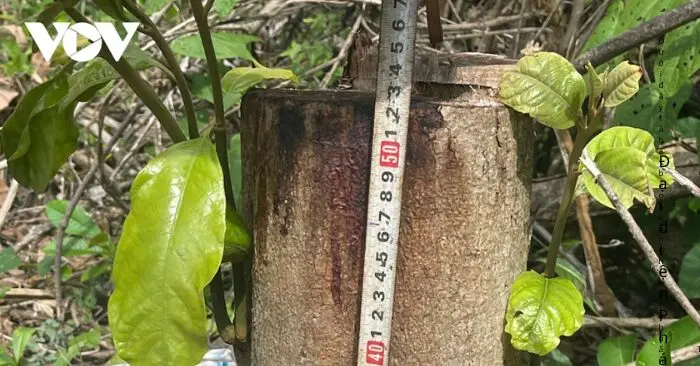 95 ha rừng bị phá trắng