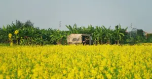 Cánh đồng hoa cải vàng