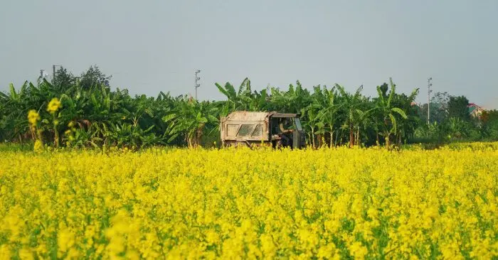 Cánh đồng hoa cải vàng