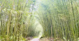 Thượng Minh Võ Nhai