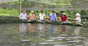 mô hình nuôi cá tầm Thần Sa
