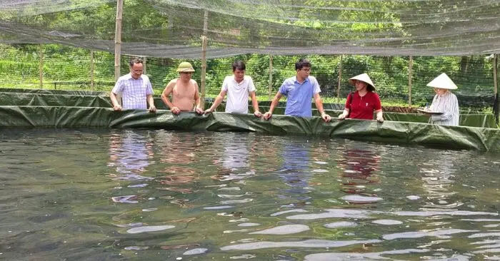 mô hình nuôi cá tầm Thần Sa