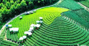 Lễ hội Thái Nguyên Hương sắc danh trà 2025
