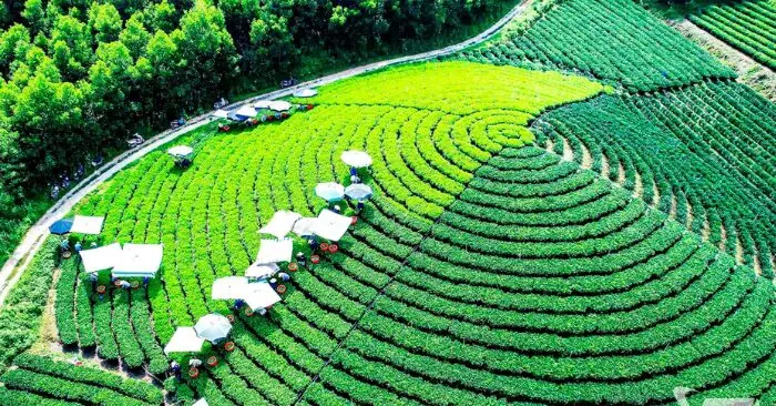 Lễ hội Thái Nguyên Hương sắc danh trà 2025