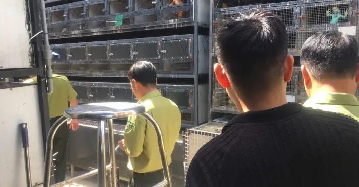 Nuôi nhốt trái phép rồng Nam Mỹ