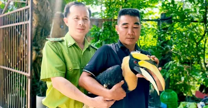 Chim hồng hoàng quý hiếm