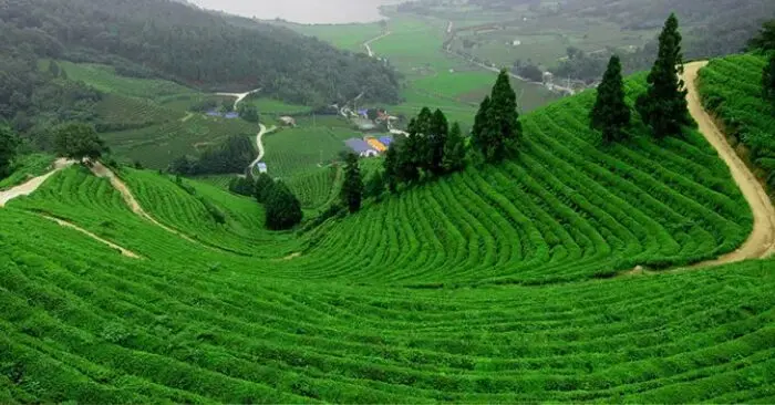 chè Tân Cương