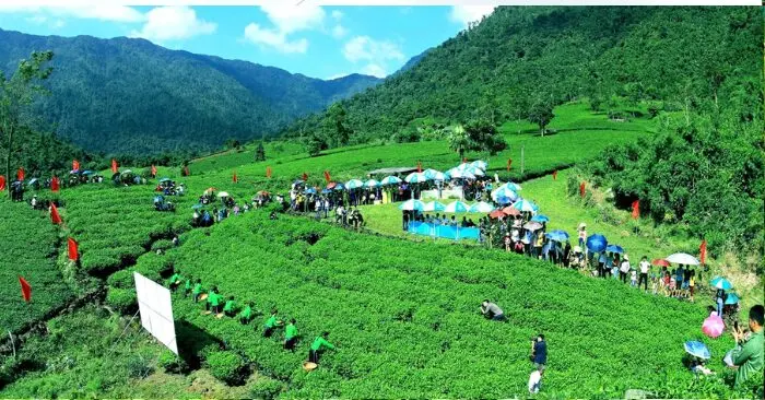Trà Thái Nguyên