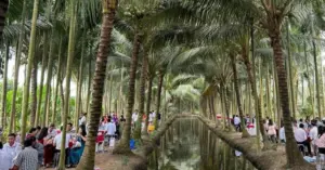 đám cưới triệu view miền Tây