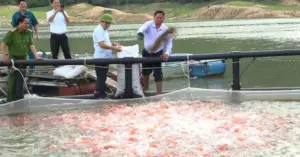 nuôi cá xuất khẩu sang Nhật Bản