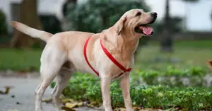 thả chó không rọ mõm
