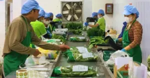 Rau quả sạch Chúc Sơn