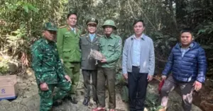 rùa núi viền