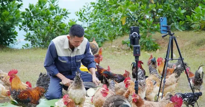 gà chín cựa hồi sinh