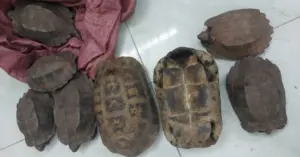 cá thể rùa