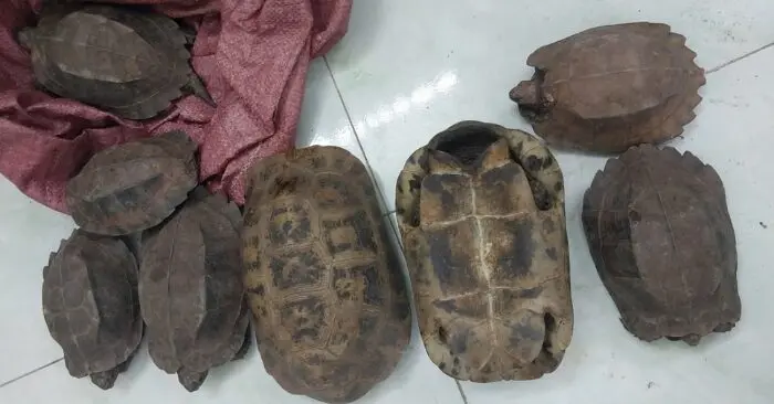 cá thể rùa
