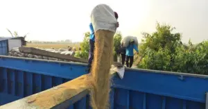 dự trữ lương thực