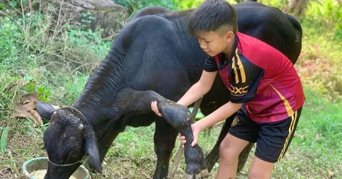 bò 6 chân ở Thanh Hóa