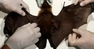 virus Nipah