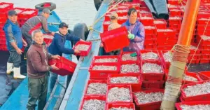 ngư dân Cửa Lò trúng đậm
