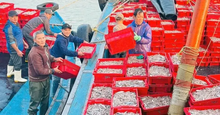 ngư dân Cửa Lò trúng đậm