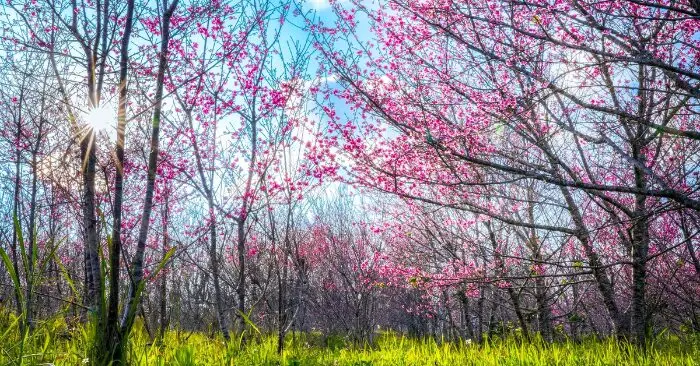 hoa anh đào