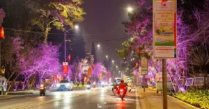 hoa mai anh đào